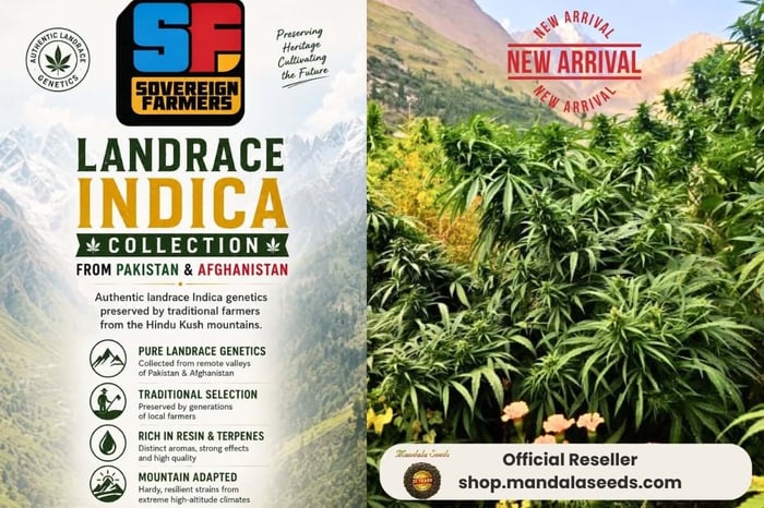 Pure Indica Cannabis Seeds | Sovereign Farmers