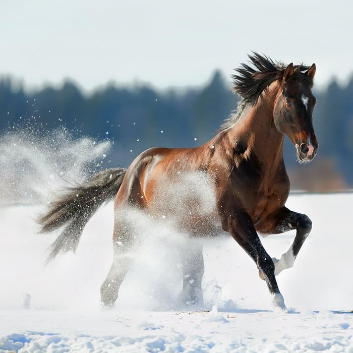 Am liebsten ist das Pferd ohne Decke