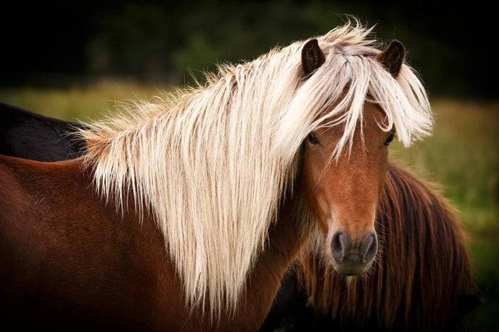 Sommerekzem – eine moderne Allergie