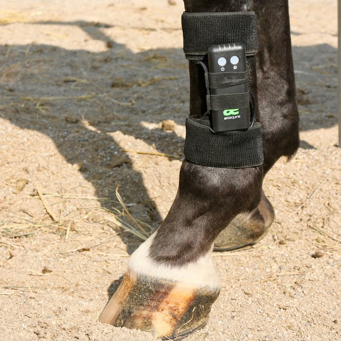 Elektrotherapie mit dem Arc Equine Mikrostromgerät