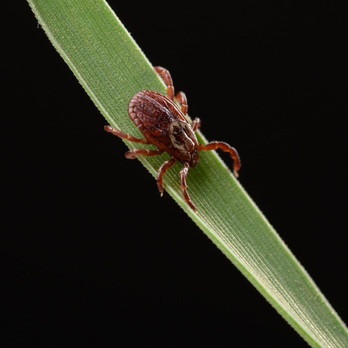 Die gemeine Herbstgrasmilbe steht in den Startlöchern!