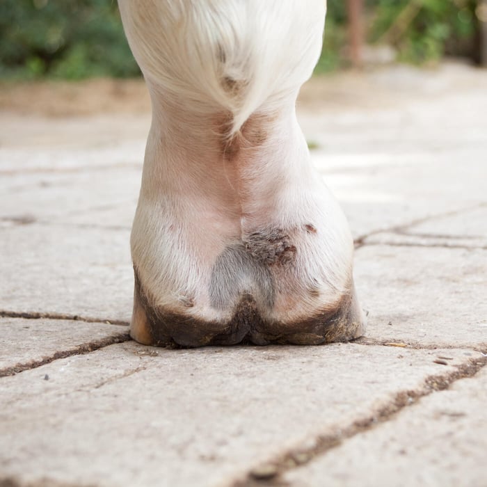 Mauke - die Volkskrankheit unter den Pferden