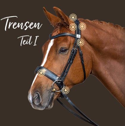 Die Trense und ihre Auswirkung auf die Leistung des Pferdes