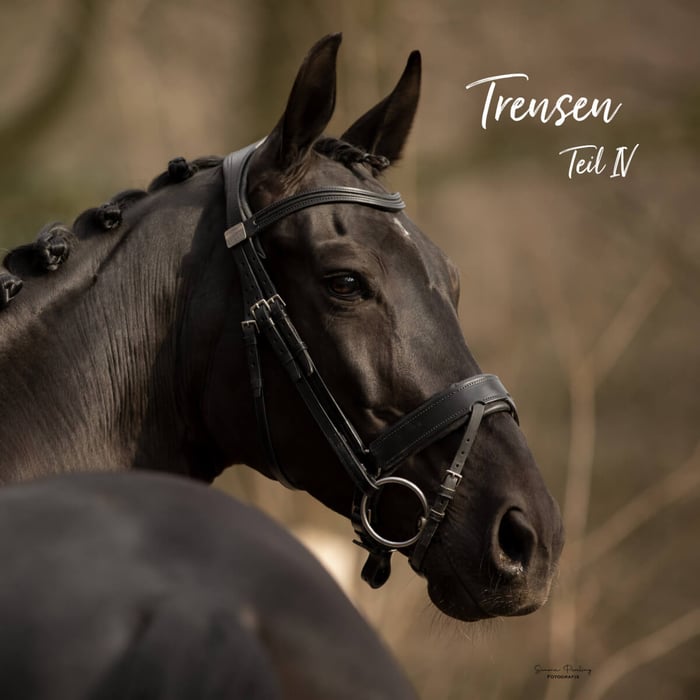 Die richtige Verschnallung des Nasenriemens und die Folgen von zu engen Nasenriemen