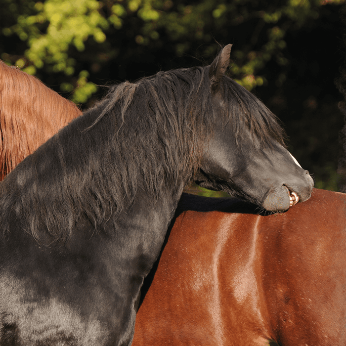 Wie dein Pferd gut durch den Fellwechsel kommt