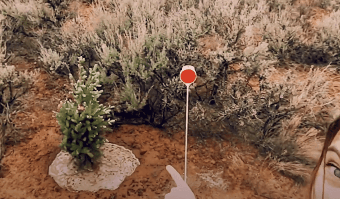 Into the Blue Spruce