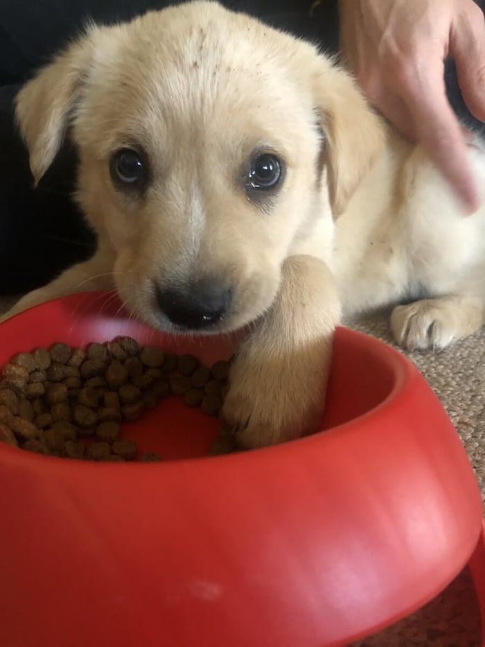 Meet Fluppy 