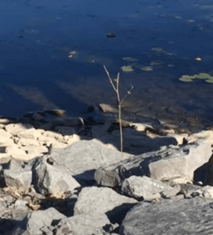 The Joy Formidable - You Taught Me 