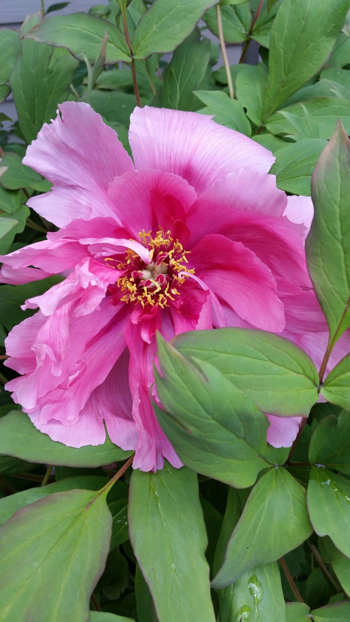 Karen's Favorite Things