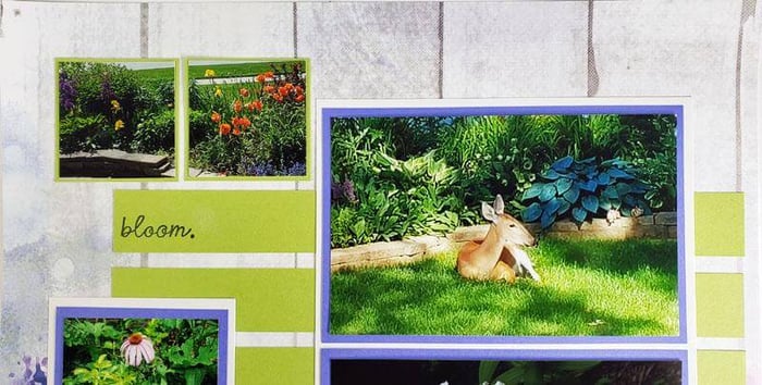 In Bloom Bonus Page Formula