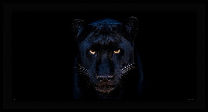 The Black Panther Club by David Yarrow – Fine art photograph of a black panther taken in Dinokeng, South Africa, 2025