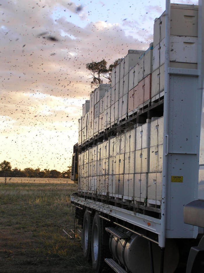 Australian Vs. New Zealand Manuka