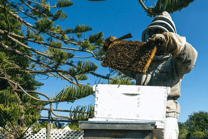 Preserving Manuka Honey Quality Through Ethical Beekeeping