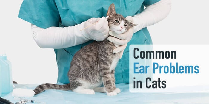 Common Ear Problems in Cats (and how to prevent them)