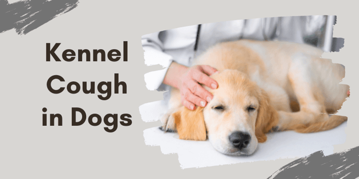 Kennel Cough in Dogs (Symptoms, Treatment, and Prevention)