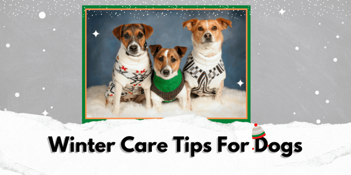 6 Winter Care Tips for Dogs and Puppies