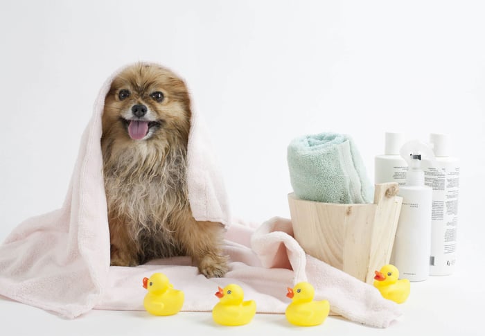 Bathing Your Dog: Tips and Tricks