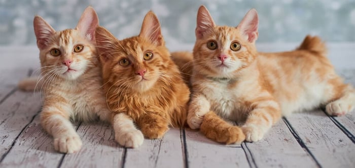 Cats Suffer From Separation Anxiety When Away From Their Owners
