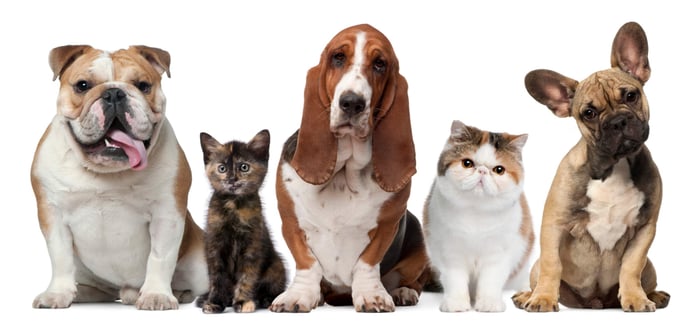 Socialization: The Key to Making Your Pet Confident and Resilient