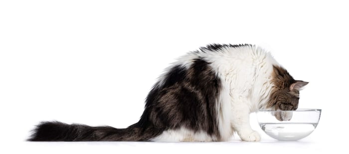 The Importance of Hydration for Pet Health