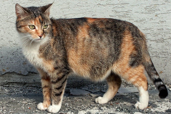 Caring for a Pregnant Cat: Ensuring a Healthy Queening Experience