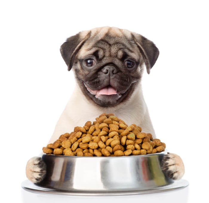 Common Digestive Issues in Pets