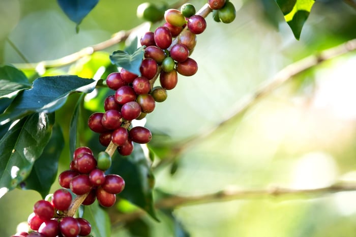 Ripening coffee bean berry close-up