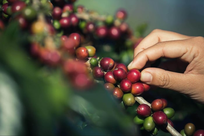 Hand-picking ripe coffee cherries from the plant.