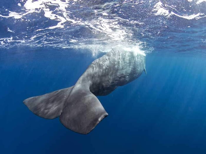 AMBERGRIS: Briefly Everything About Poseidon's Treasure