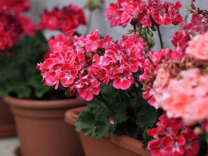 Geranium: Soothing Manliness in Perfumery