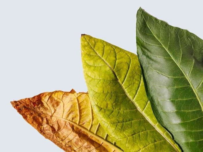 Tobacco in Perfume: History, Scent Profile & Examples