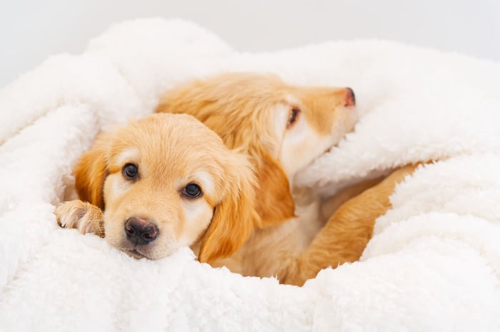 How to Stop a Blanket from Shedding Lint - 5 Easy Steps