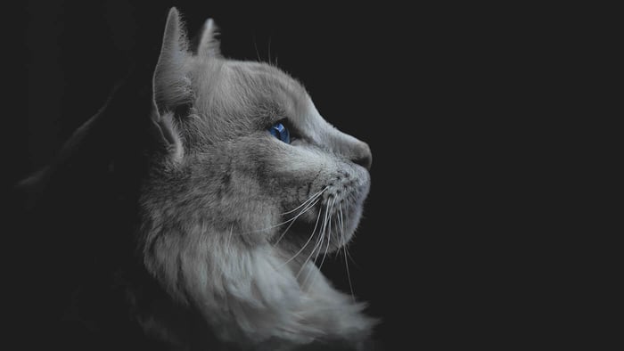 5 Cool Facts About Cats + Cat Jewelry