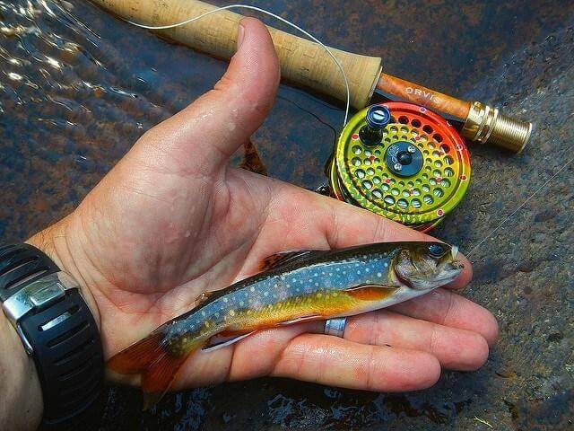 Orvis Encounter Fly Rod Outfit Review: What You Need to Know