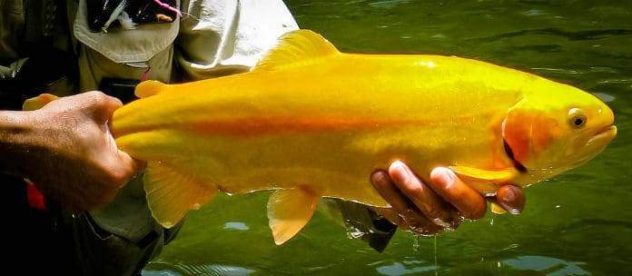 How to Catch Palomino Trouts? Know What They are First.