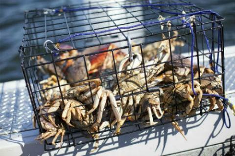 How to Catch Crabs? Right Crabbing Trap and Bait