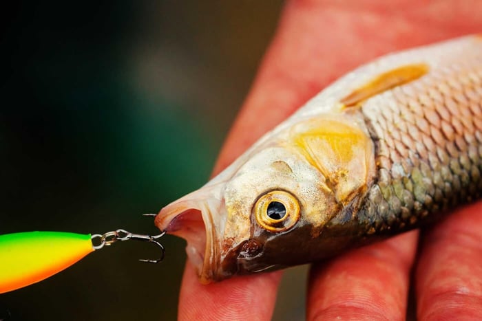 How To Hook Live Bait - Learn The Best Ways To Hook Live Baits