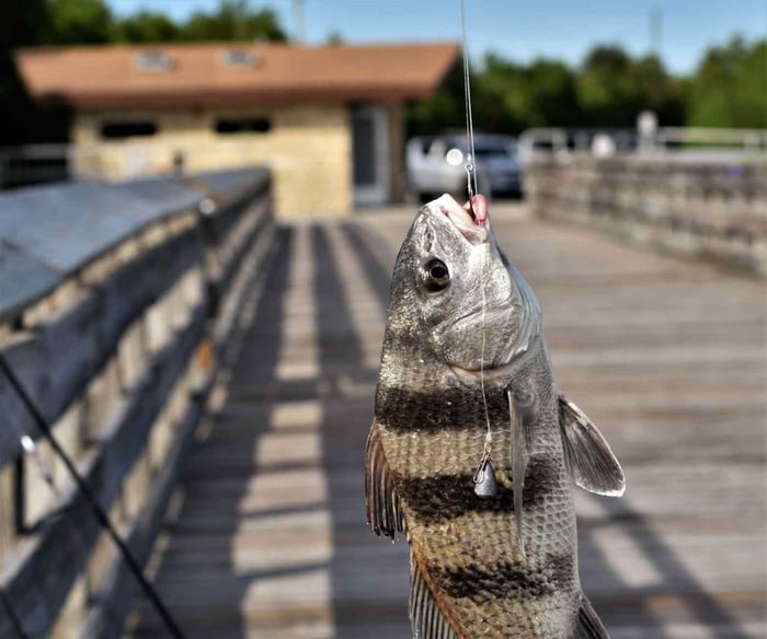 How to Catch Black Drum Fish in Texas and Florida
