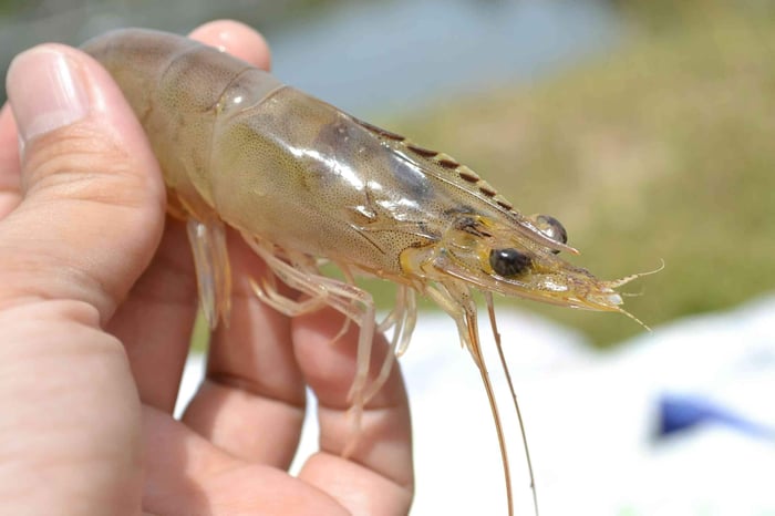 How to Catch Shrimp from Shore: Tips and Techniques