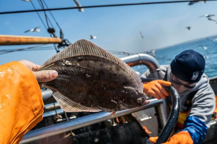 Flounder Fishing Tips - How To Catch More Flounder