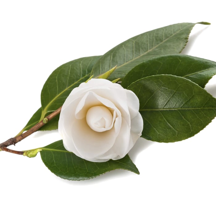 Floral Ingredients for your Skincare Routine