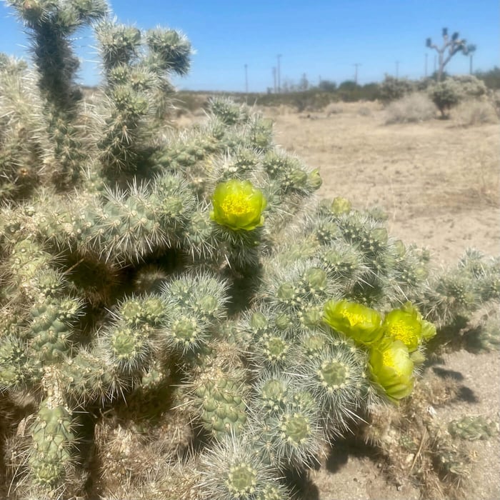Ode to the Desert Spring