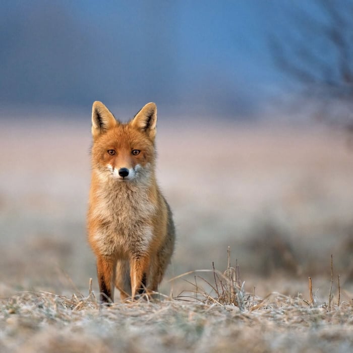 Lions and Tigers and Bears, Oh My! Save Our Wildlife Now