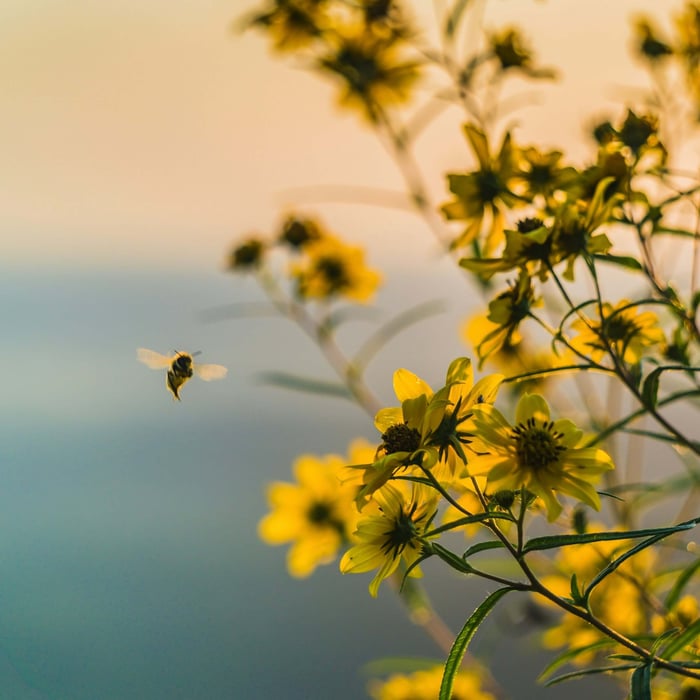 Catch a Buzz, Save the Bees