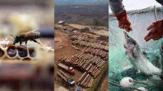 Bees, trees and seas crises stem from unsustainable food production