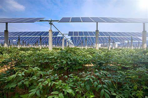 Solar Ambassador Interests: Agrivoltaics