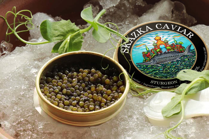 The Russian Sturgeon - Acipenser Gueldenstaedtii