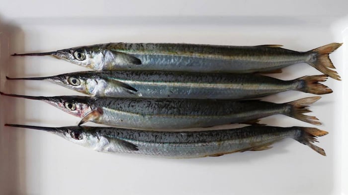 Garfish Fishing Guide