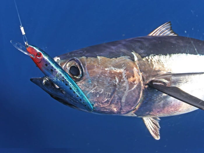 Terminal Tackle For Trolling