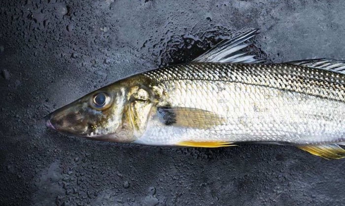 Targeting Sand Whiting